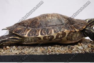 tortoise shell 0004